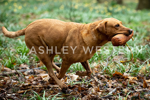 Gundog training with Bad-Dogs in Surrey