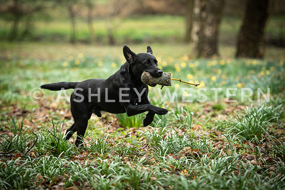 Gundog training with Bad-Dogs in Surrey