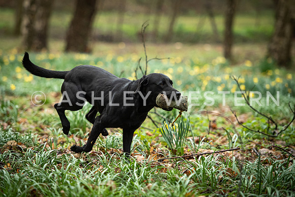 Gundog training with Bad-Dogs in Surrey
