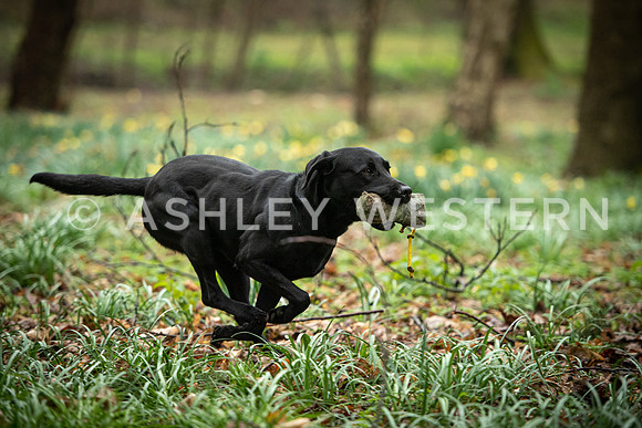 Gundog training with Bad-Dogs in Surrey