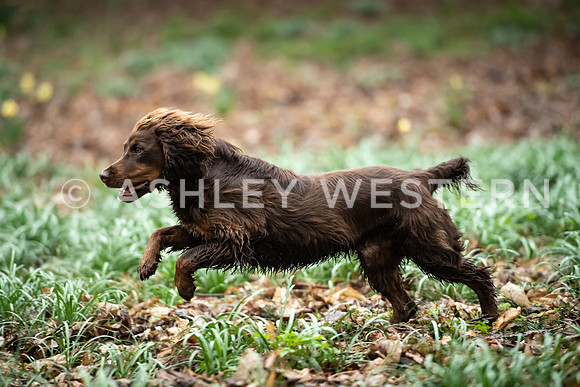Gundog training with Bad-Dogs in Surrey
