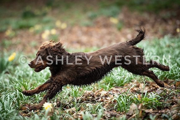 Gundog training with Bad-Dogs in Surrey