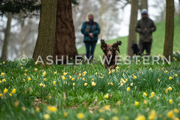 Gundog training with Bad-Dogs in Surrey