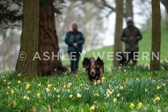 Gundog training with Bad-Dogs in Surrey