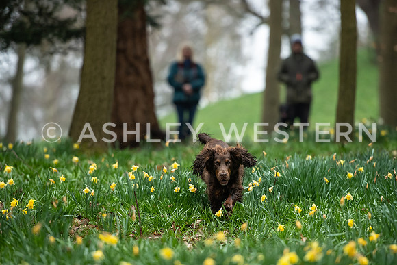 Gundog training with Bad-Dogs in Surrey