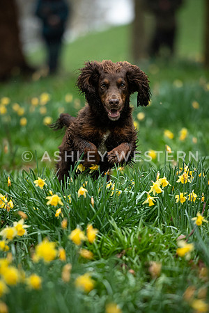 Gundog training with Bad-Dogs in Surrey