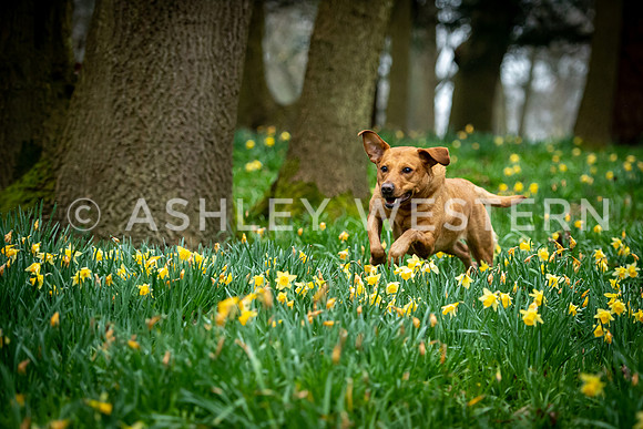 Gundog training with Bad-Dogs in Surrey