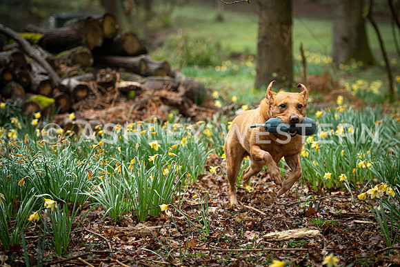 Gundog training with Bad-Dogs in Surrey