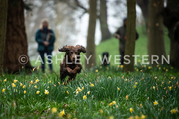 Gundog training with Bad-Dogs in Surrey