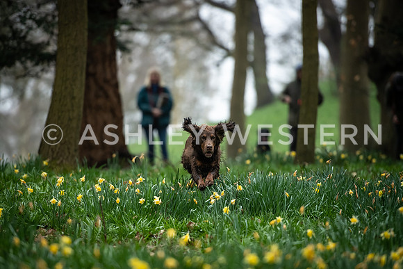 Gundog training with Bad-Dogs in Surrey
