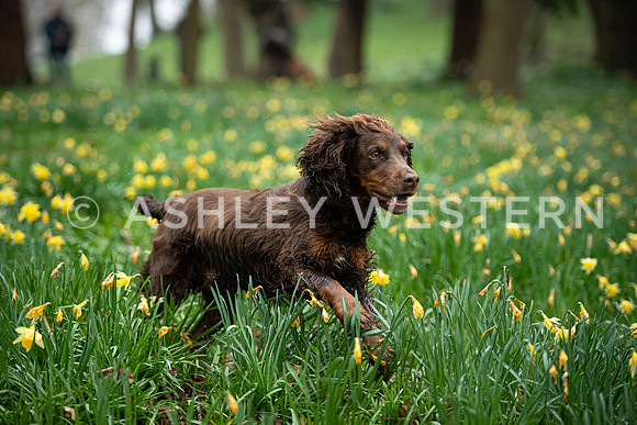 Gundog training with Bad-Dogs in Surrey