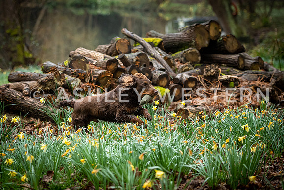 Gundog training with Bad-Dogs in Surrey