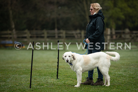 Gundog training with Bad-Dogs in Surrey