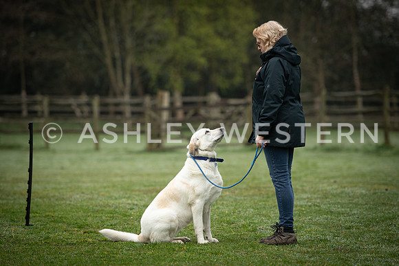 Gundog training with Bad-Dogs in Surrey