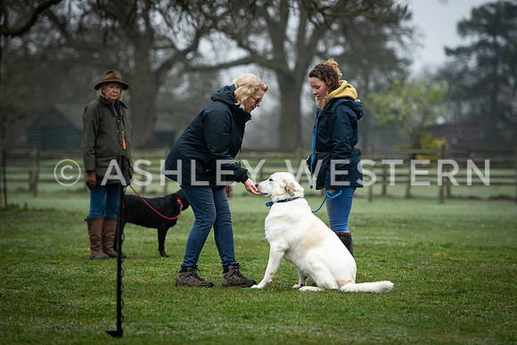 Gundog training with Bad-Dogs in Surrey