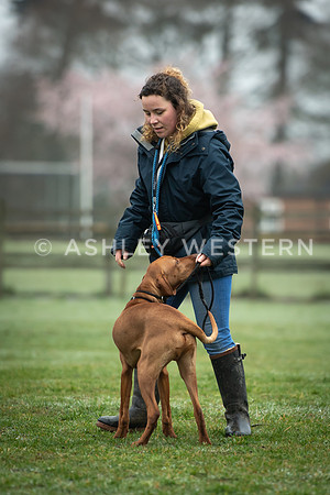 Gundog training with Bad-Dogs in Surrey