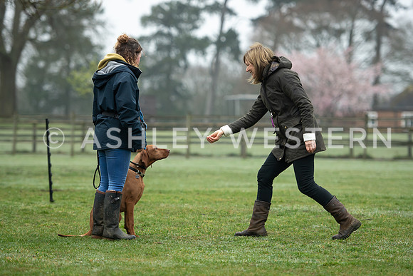 Gundog training with Bad-Dogs in Surrey