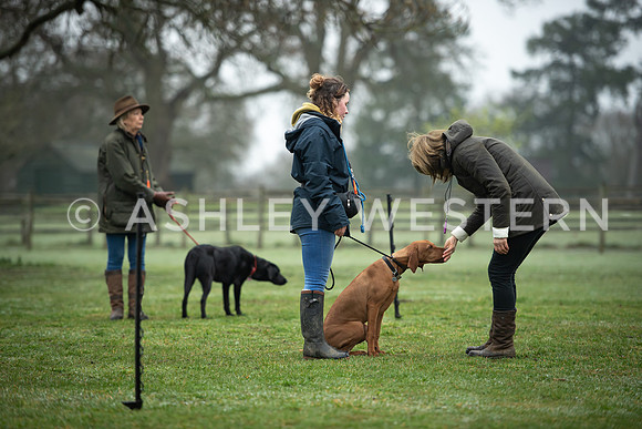 Gundog training with Bad-Dogs in Surrey