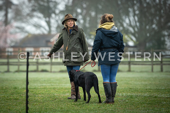 Gundog training with Bad-Dogs in Surrey