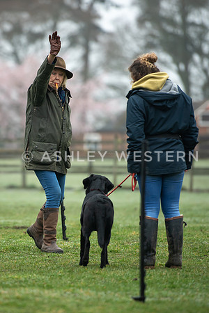 Gundog training with Bad-Dogs in Surrey