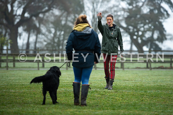 Gundog training with Bad-Dogs in Surrey