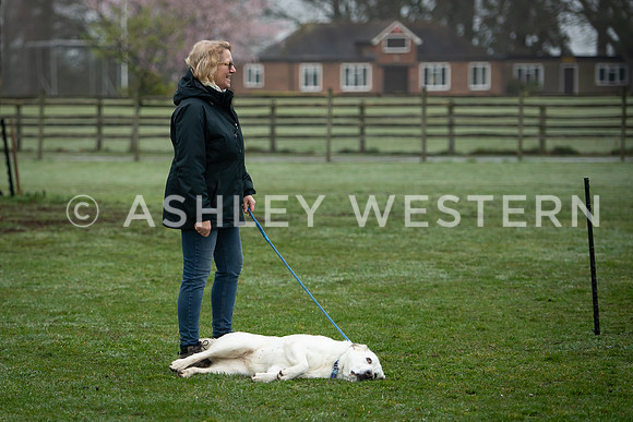 Gundog training with Bad-Dogs in Surrey