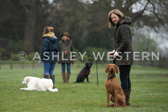 Gundog training with Bad-Dogs in Surrey