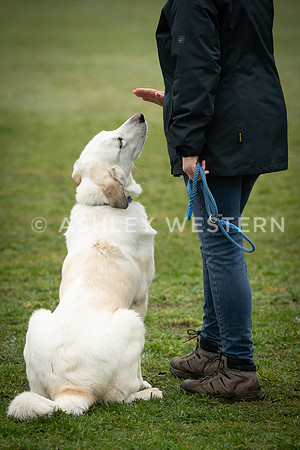 Gundog training with Bad-Dogs in Surrey