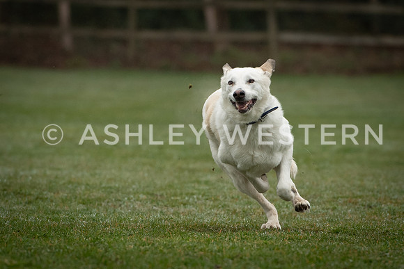 Gundog training with Bad-Dogs in Surrey
