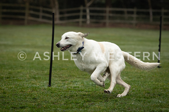 Gundog training with Bad-Dogs in Surrey
