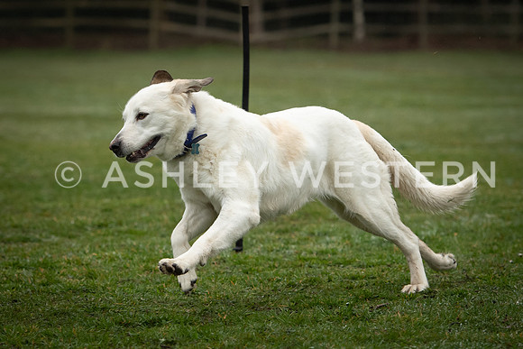 Gundog training with Bad-Dogs in Surrey