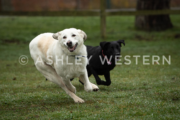 Gundog training with Bad-Dogs in Surrey