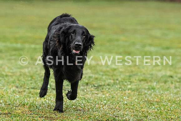 Gundog training with Bad-Dogs in Surrey