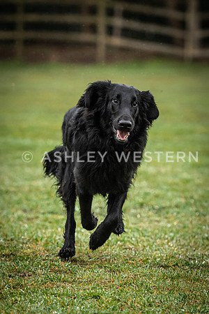 Gundog training with Bad-Dogs in Surrey