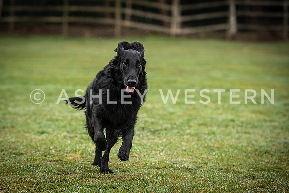 Gundog training with Bad-Dogs in Surrey