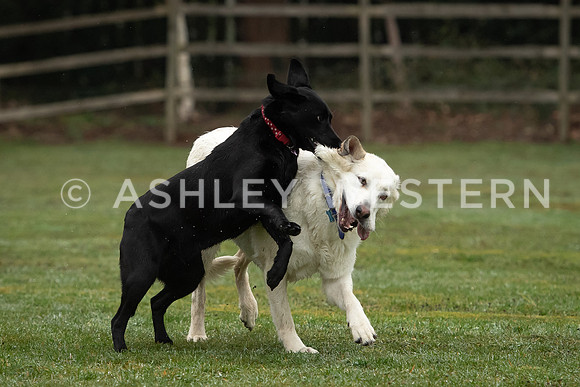 Gundog training with Bad-Dogs in Surrey