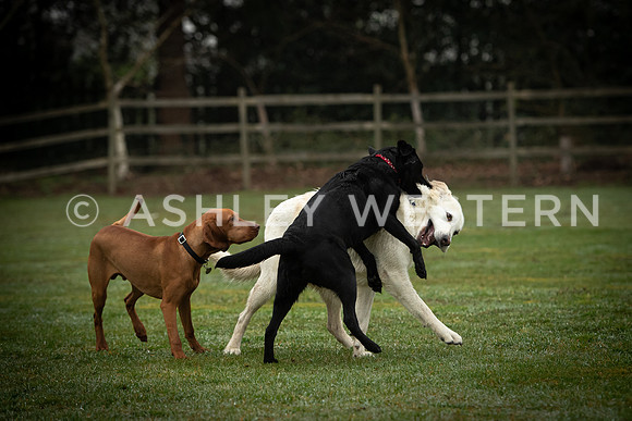 Gundog training with Bad-Dogs in Surrey