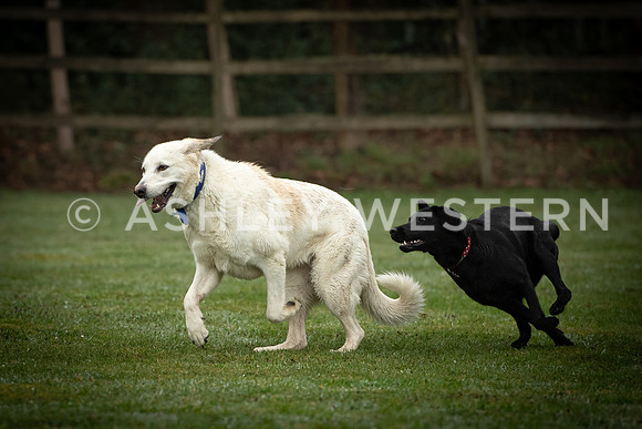 Gundog training with Bad-Dogs in Surrey