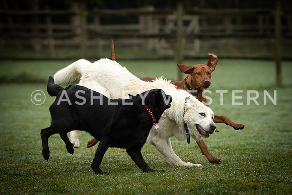 Gundog training with Bad-Dogs in Surrey