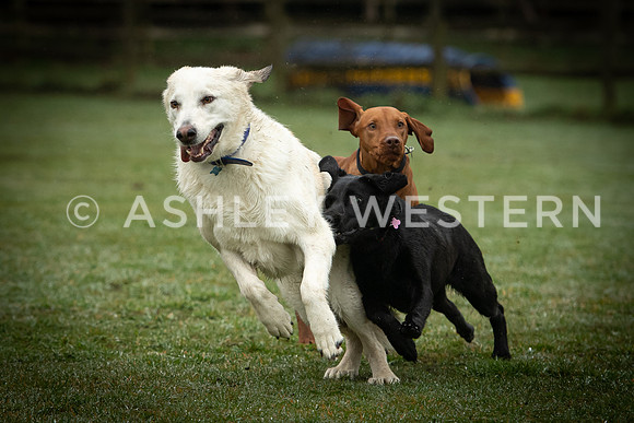 Gundog training with Bad-Dogs in Surrey