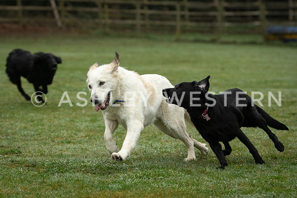 Gundog training with Bad-Dogs in Surrey
