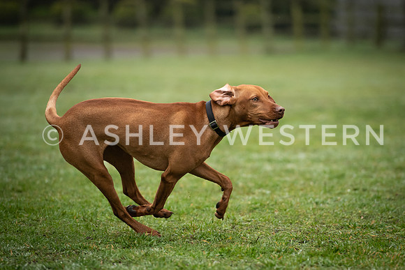 Gundog training with Bad-Dogs in Surrey
