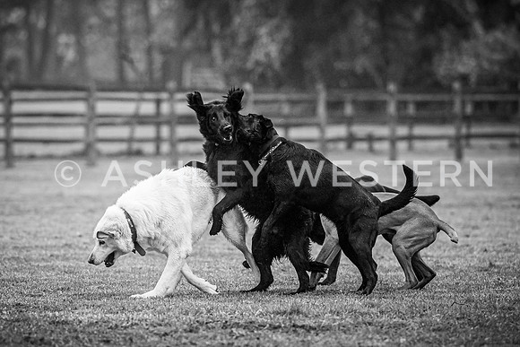 Gundog training with Bad-Dogs in Surrey