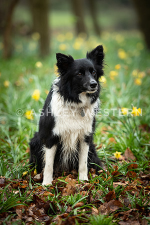 Gundog training with Bad-Dogs in Surrey