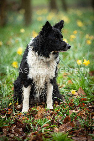 Gundog training with Bad-Dogs in Surrey