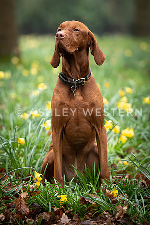 Gundog training with Bad-Dogs in Surrey