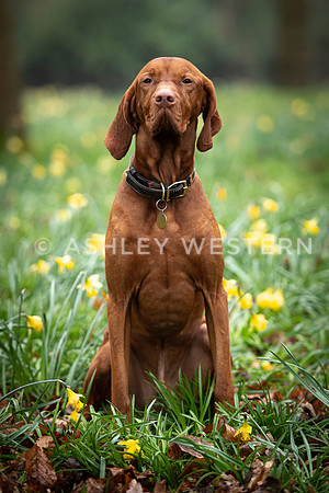 Gundog training with Bad-Dogs in Surrey