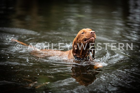 Gundog training with Bad-Dogs in Surrey