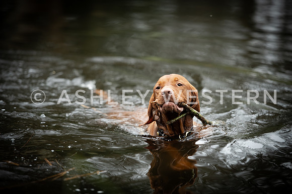 Gundog training with Bad-Dogs in Surrey