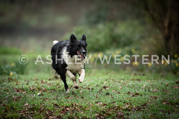 Gundog training with Bad-Dogs in Surrey